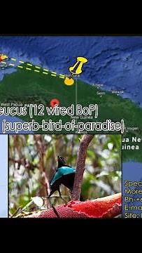 Arfak Birds of Paradise Photography Trip, West Papua