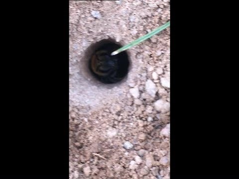 How to Kill digger bees the solitary ground bees