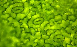 Stomata Behavior