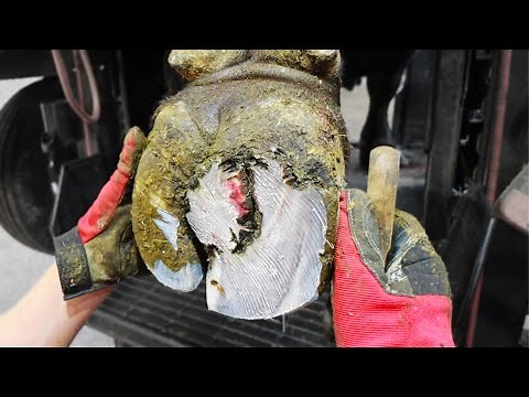 trimming an ELEPHANTS FOOT!? | The Hoof GP