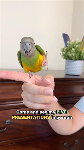 Parrot Wizard Live Presentations Schedule at Parrot Stars Summer Festival 2026