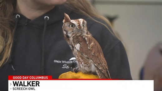 4.9K views · 41 reactions | NATIONAL BIRD DAY! Meet Walker, the Screech Owl! Ohio Wildlife Center has a ton of events coming up: Self Defense Class, Jazzercise with Geoff the Flying Squirrel & a VALENTINE'S DAY dinner with special (animal) guests stopping by your table! | Good Day Columbus | Facebook