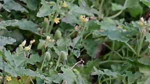 Closeup of the Ecballium elaterium, also known as the squirting cucumber, with green leaves and small buds in a natural habitat.