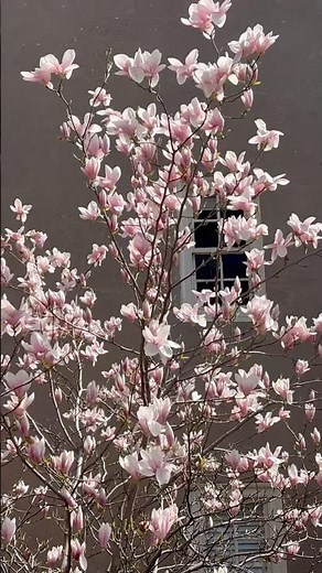 🌸 | Magnolia Tree Full Bloom