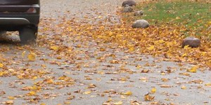 Quad Cities Public works departments free yard waste pick up opens