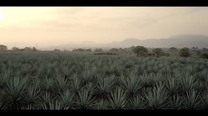 17 reactions | At the heart of our solutions lies the majestic Blue Agave. Our laborers nurture the Agave plant with passion, ensuring strong, healthy plants. The result: Agave solutions for our valued customers. Let’s transcend together→ https://bit.ly/aboutGrupoSolave #AgaveSolutionsForLife | Grupo Solave | Facebook