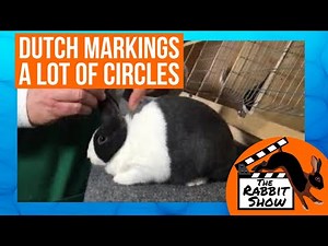 Dutch rabbit markings are a lot of circles