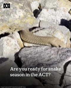 11K views · 19 reactions | ABC Canberra on Reels | Facebook