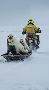 Rescuing a mother and baby white seal from deadly Arctic oil spill 🦭❄ #SealRescue” #rescuing #mother #baby #white #seal #deadly #arctic #oil #spill #sealrescue #animals #shortsfeed #shorts #teddygenai #short #fbreelsfypシ゚viralfbreelsfypシ゚viral #fbreels2025ツ #fbreelsfypシ゚viralシ #reelschallengereelschallenge #fbpost2025シ #reelsviralシ #fypシ゚viralシ #shortsreels #fbyシvideo #fishing #fishvideo #reels #reelsfacebook #reelsviralシfb #reelsfypシ #shortviral #shortsvideos | Teddy Gen AI