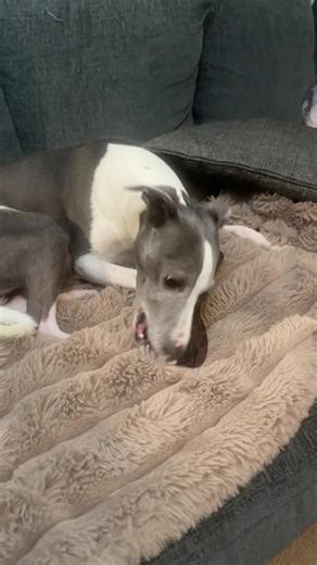 When your new treat is the same size as you 🤣 @Cruz & Crew Pet Supplies the squid is definitely a hit 🐾 #dogtreat #naturaltreat #happydog #funnydog