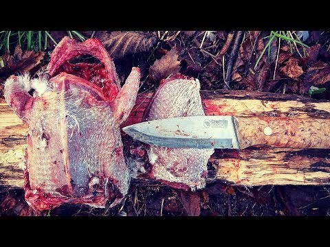 How to Field Dress / Prepare Wild Pigeon