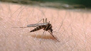 A swarm of 68BILLION midges will terrorise Scots this year, experts warn