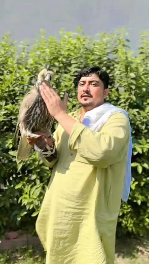 Falconry Basics: Handling Birds of Prey Safely