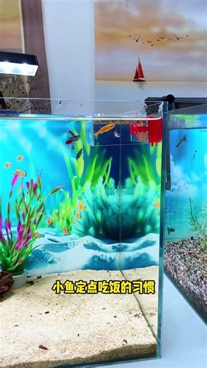 Acrylic Fish Food Feeder, Fixed-Point Anti-Drift Feeding Box#Feeder #aquarium #fishtraps #fishstocks