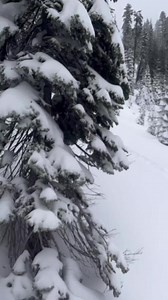 6K views · 87 reactions | Exploring backcountry terrain from Mt. Shasta’s new Gray Butte lift. (via @zayden_ski/IG) | Active NorCal | Facebook