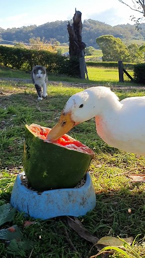 Duck Gorging on Watermelon | Therapeutic Video