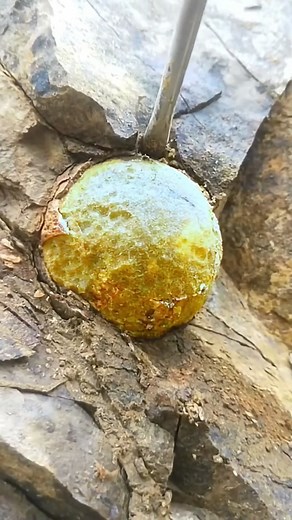 1.7M views · 8.1K reactions | What in the world is this?! Spotted this intriguing golden sphere embedded in what looks like a tree or rock. Is it tree sap, raw amber, or something else entirely? We'd love to hear your theories! Drop your best guess in the comments below!  #MysterySolved #WhatIsThis #NatureMystery #Curiosity #ShareYourThoughts | SocialSphere Central | Facebook