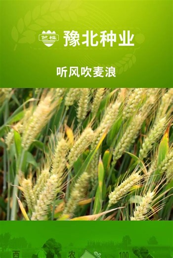 在小麦即将成熟的日子里，来豫北种业的试验田里，一起“听风吹麦浪”吧！#小麦种植 #麦子熟了 #农业种植 #愿用心耕耘的人都有收获 #丰收的季节