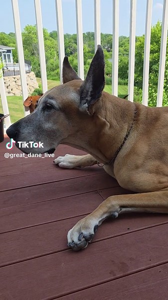 counting day 2 #senior #old #greatdane