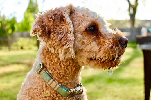 Pet Houses - Aarons Outdoor - Step Outside