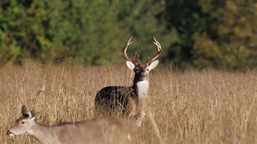 Hot Springs State Forest WMA opens new hunting and recreation areas
