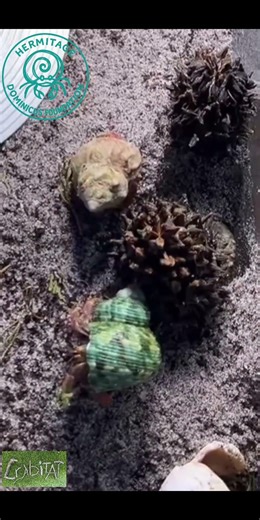 The Mystery Crab Comes Alive