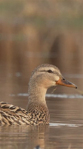 Mallard hen getting lippy in the marsh. I love this shot cause it’s not easy to come by !! - - #waterfowl #wildfowl #duck #mallard #waterfowlphotography | Matthew Ryan Bielski