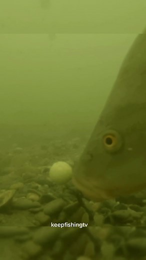 fish is fish #carpe #karp #carp #carpfishing #fishing #bream #brasse #karpfenangeln #angeln #karpfen #keepfishingtv