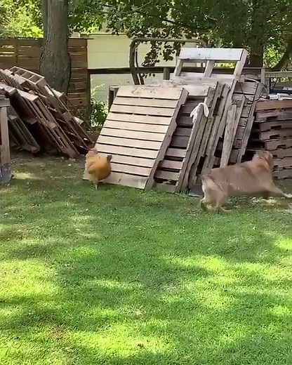 Dog and Chicken Chase Each Other