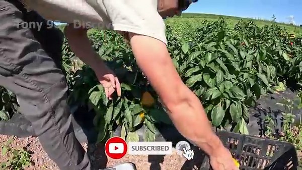 99+ Record Breaking Harvests 💥 You Won't Believe How They’are Picking This Much Food