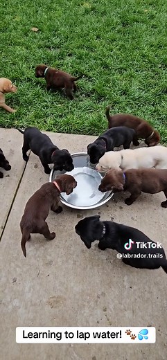 Learning to Lap Water! Labrador Puppy Training and Fun 🐾💦
