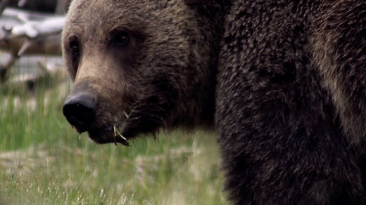 79K views · 1.4K reactions | They may look cute and fuzzy, but adult grizzly bears are 2x faster than the fastest humans, easily putting them at the top of the food chain. | National Geographic Animals | Facebook