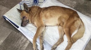 207K views · 10K reactions | 16 Ottobre 2019 Oggi il grande Lazzaro ha fatto la visita dermatologica. Nulla di grave. Ha un acaro della pelle è curabile in breve tempo. Una pastiglia di simparica al mese finché vive. Non è infettivo e presto guarirà. Durante la visita e stato BRAVISSIMO  | L'Oasi Del Randagio | Facebook