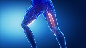 Semitendinosus Leg Muscles Anatomy Animation Stock Footage Video (100% Royalty-free) 11108540 | Shutterstock