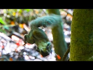 Worlds Best Blow Dart : Test