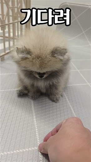 2개월 애바 기다려 알려주기 #기다려훈련 #포메라니안 #가나디