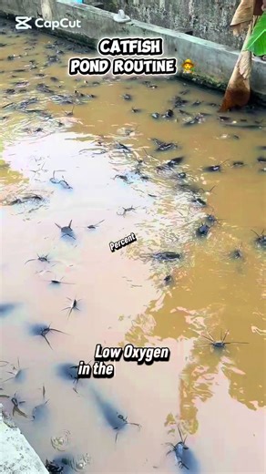 Catfish Farming in a Pond: Goat Farm Setup