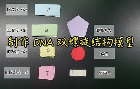 【实验视频】制作 DNA 双螺旋结构模型