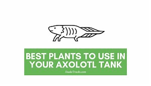 Best Plants For Your Axolotl Tank (19 Types)