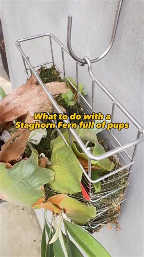 How to remove and propagate Staghorn Fern pups | 12th oasis 十二田植栽