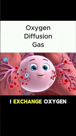 Alveolus | How Gas Exchange Works #dailyshorts #education #dailyshorts