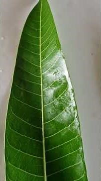 Reticulate Venation