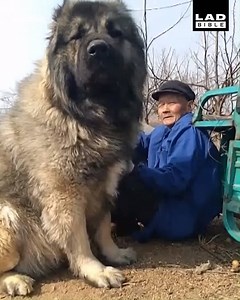 I'd hate to think what this guy spends on dog food 😂😱 | LADbible