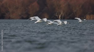 Biodiversity protection of insular ecosystems many birds fly over rivers sea birds and island populations. Seabirds are insular ecosystems biodiversity in wildlife