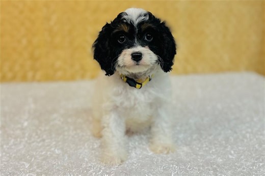 Dahlia - Cavapoo Puppy 522835