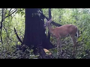 Biche qui pète / BAMBI PETOFLAMME / BAMBI FART LIGHTING