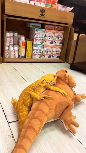 187K views · 1.4K reactions | Bearded Dragon Life on Reels | Facebook