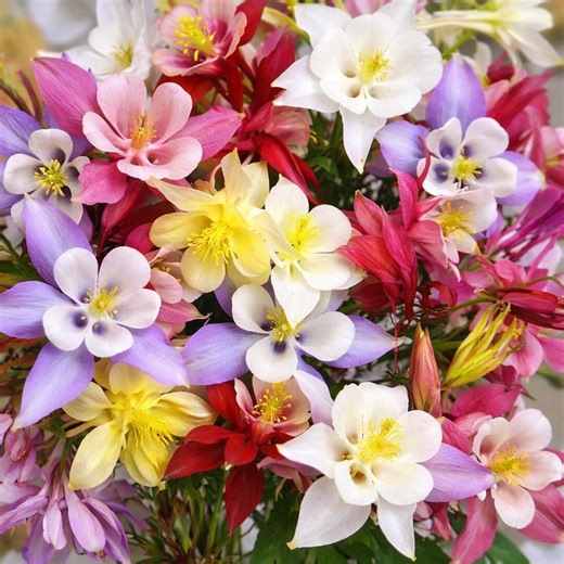 400+ Columbine Seeds Mixed Colors Aquilegia - Etsy