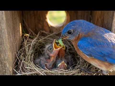 The Secret Life of the Eastern Bluebird: A Cinematic 4K Wildlife Journey