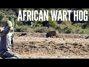 WILD African Wart Hog Bow Hunting | Bowmar Bowhunting |